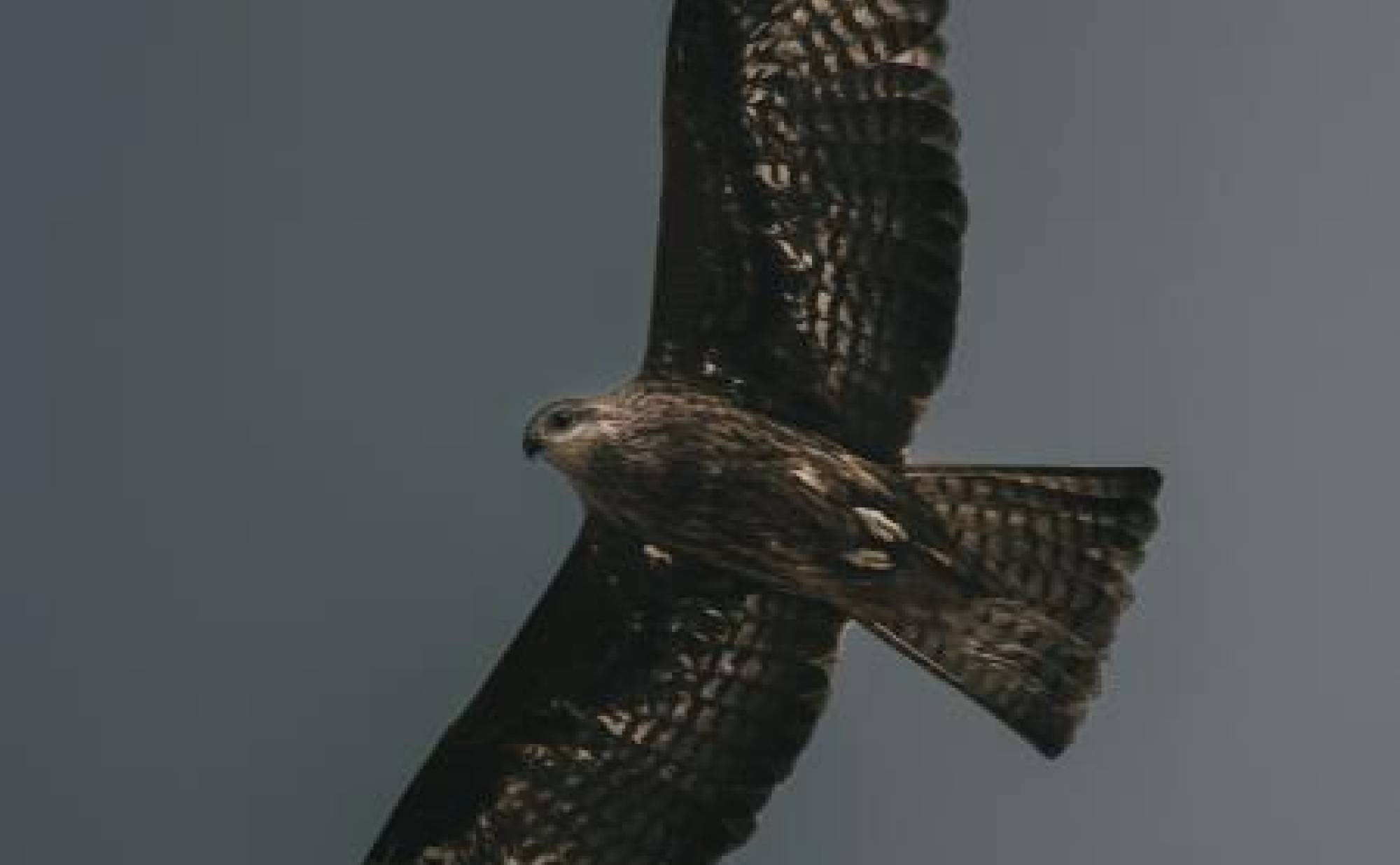 A hawk soaring through the sky. 