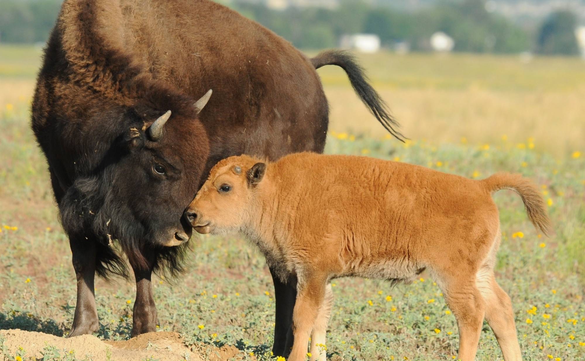 A mother Bison with her calf.