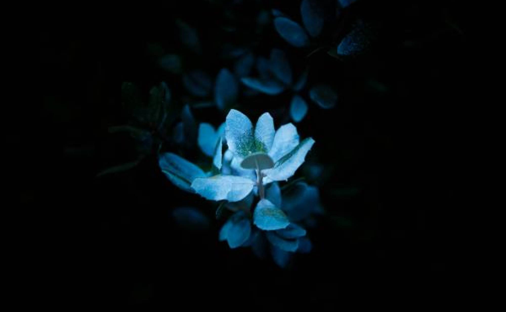 A glowing flower in a the dark. 