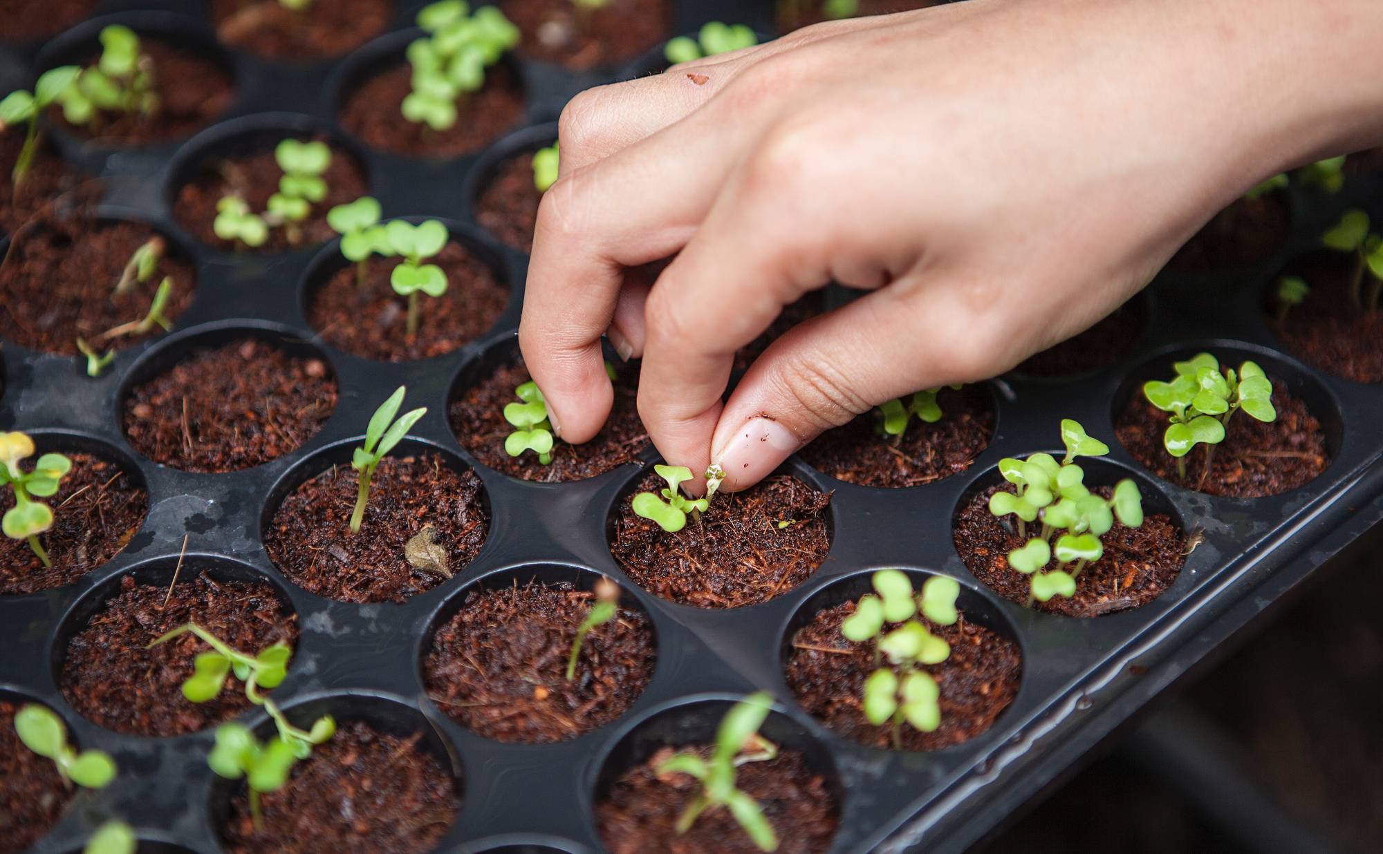 A person's hand pinching the dirt around a sprout in a seedling tray. 