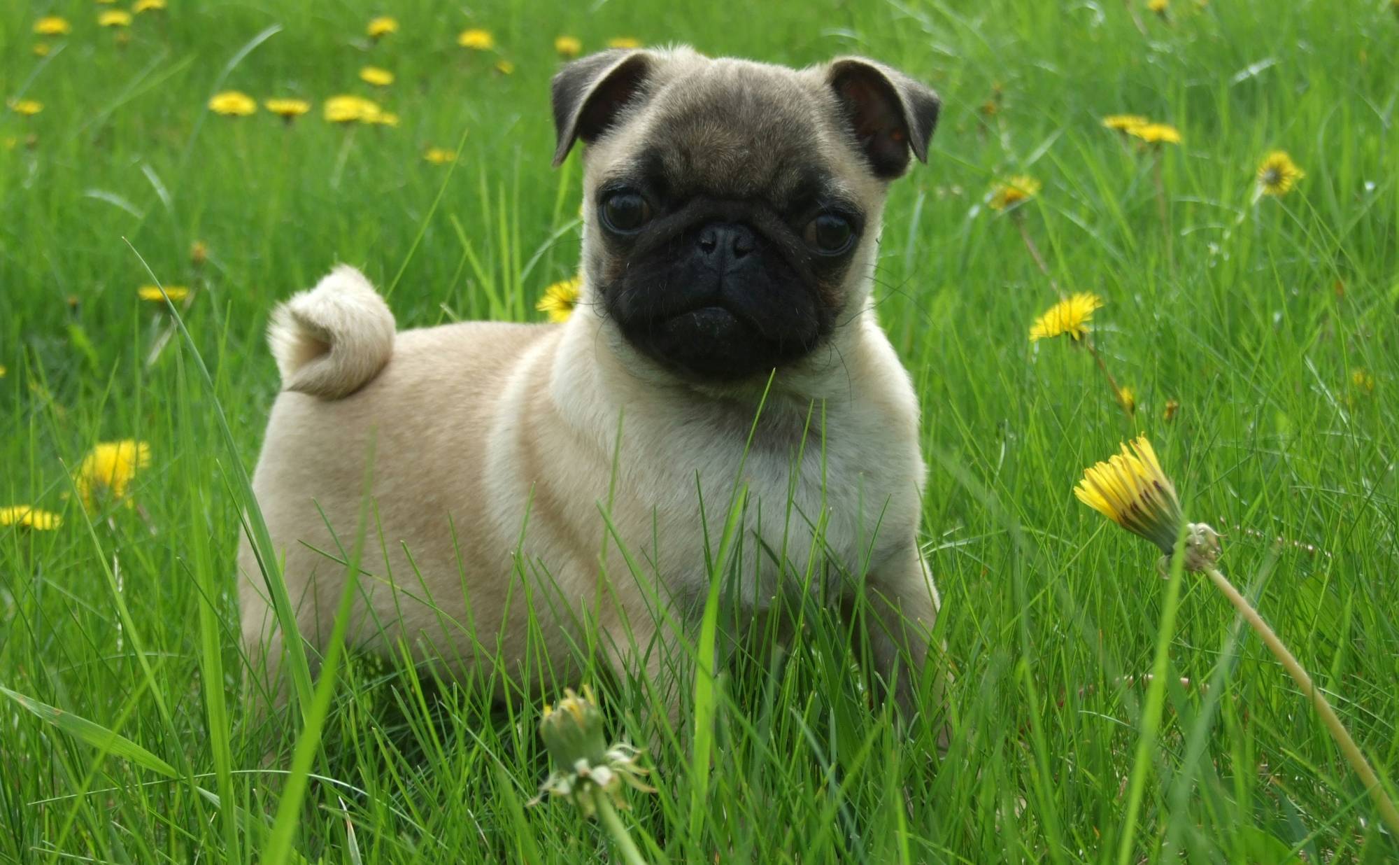 A pug standing in the grass. 