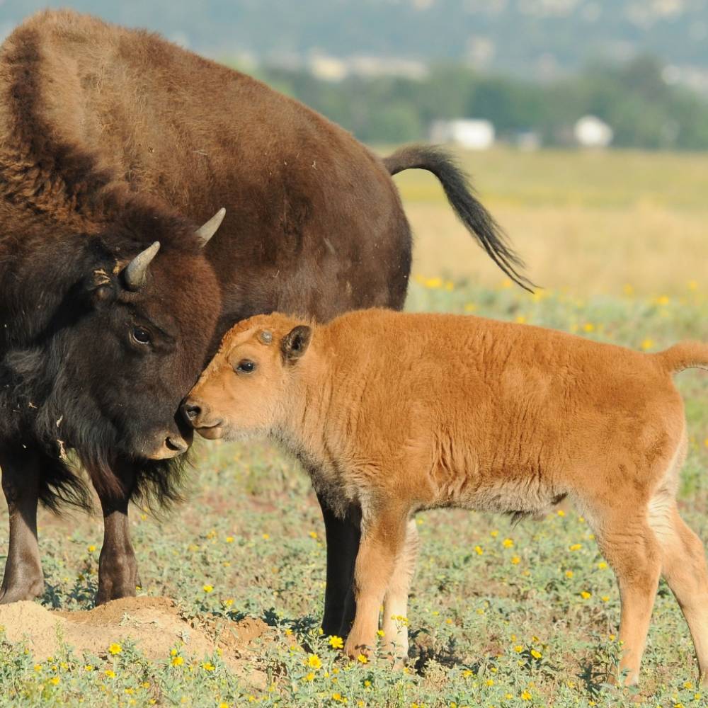 A mother bison with her calf.