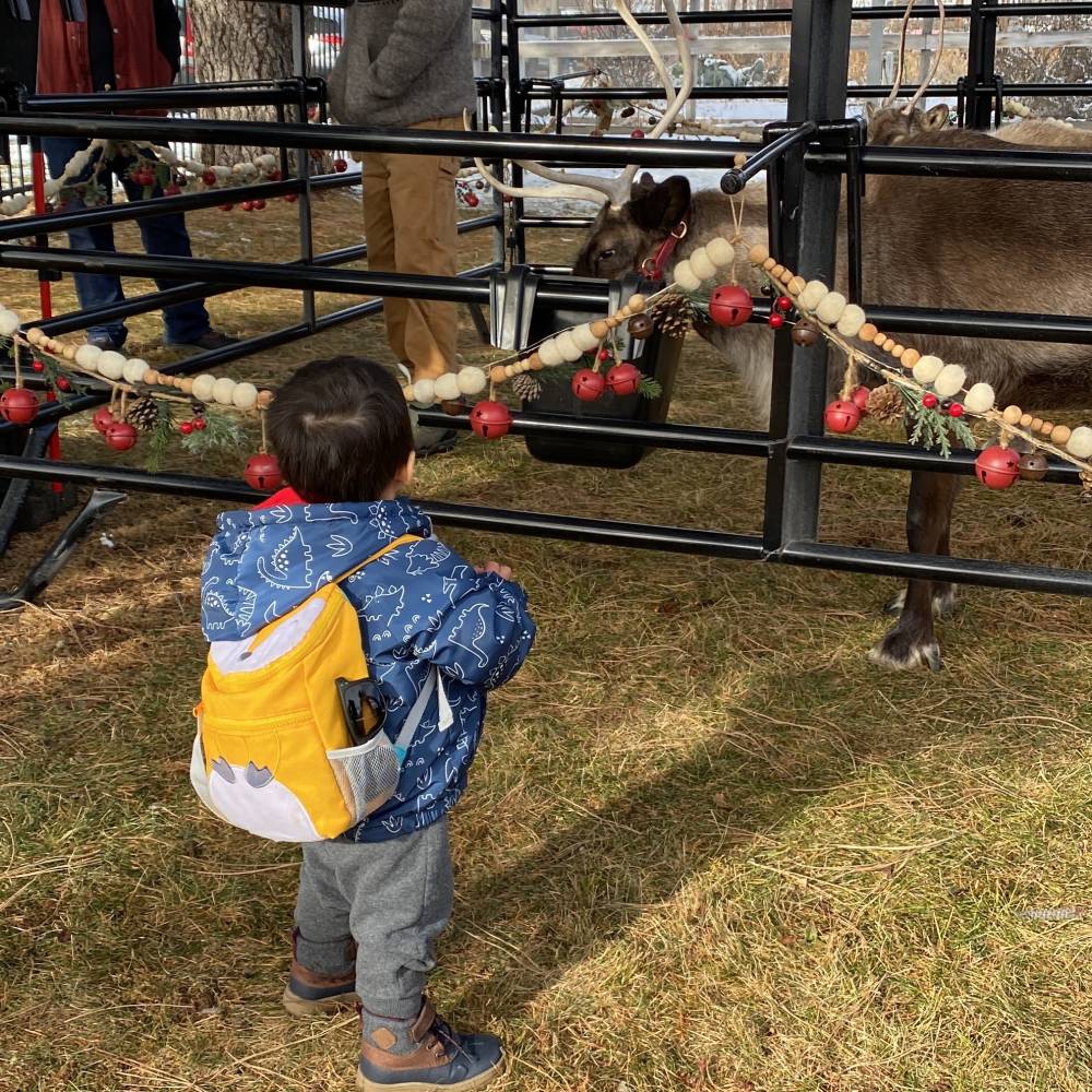 A child wearing a blue coat and a yellow backpack stands in front of a gated pen looking at a live reindeer.